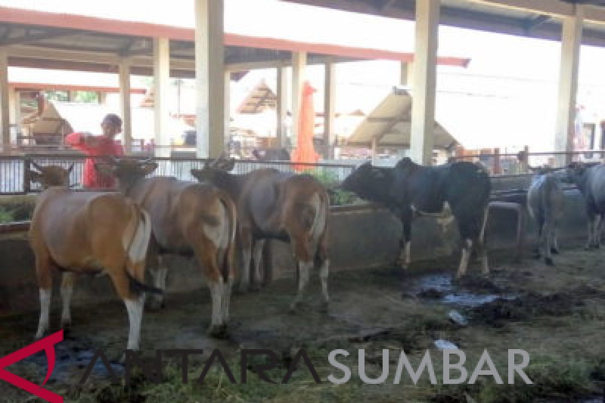 Sapi betina produktif banyak disembelih untuk kurban di Sungai Pagu