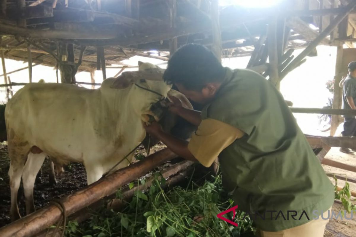 Hewan kurban di Padangsidimpuan sehat