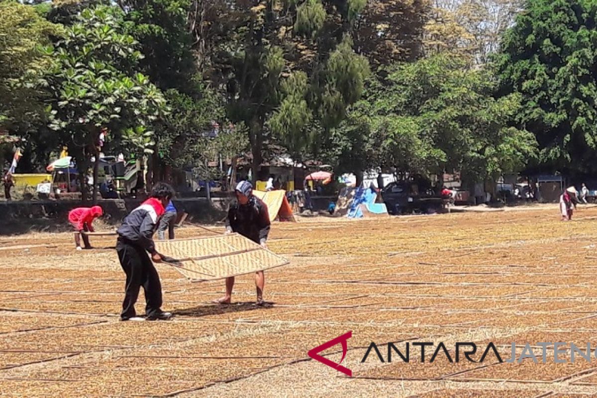 Petani berharap Djarum segera lakukan pembelian tembakau