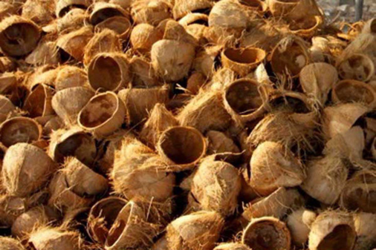 Mahasiswa ciptakan pengawet dari tempurung kelapa