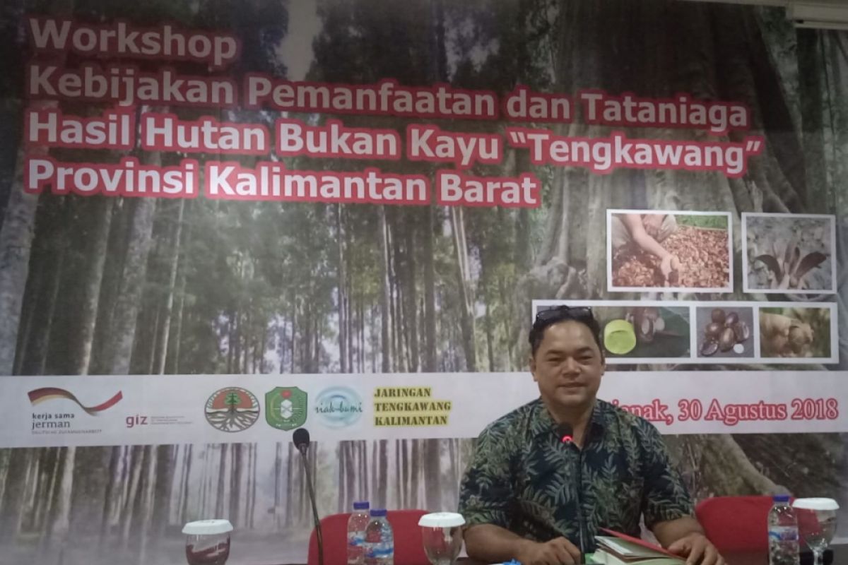 Potensi buah tengkawang Kalbar menjanjikan