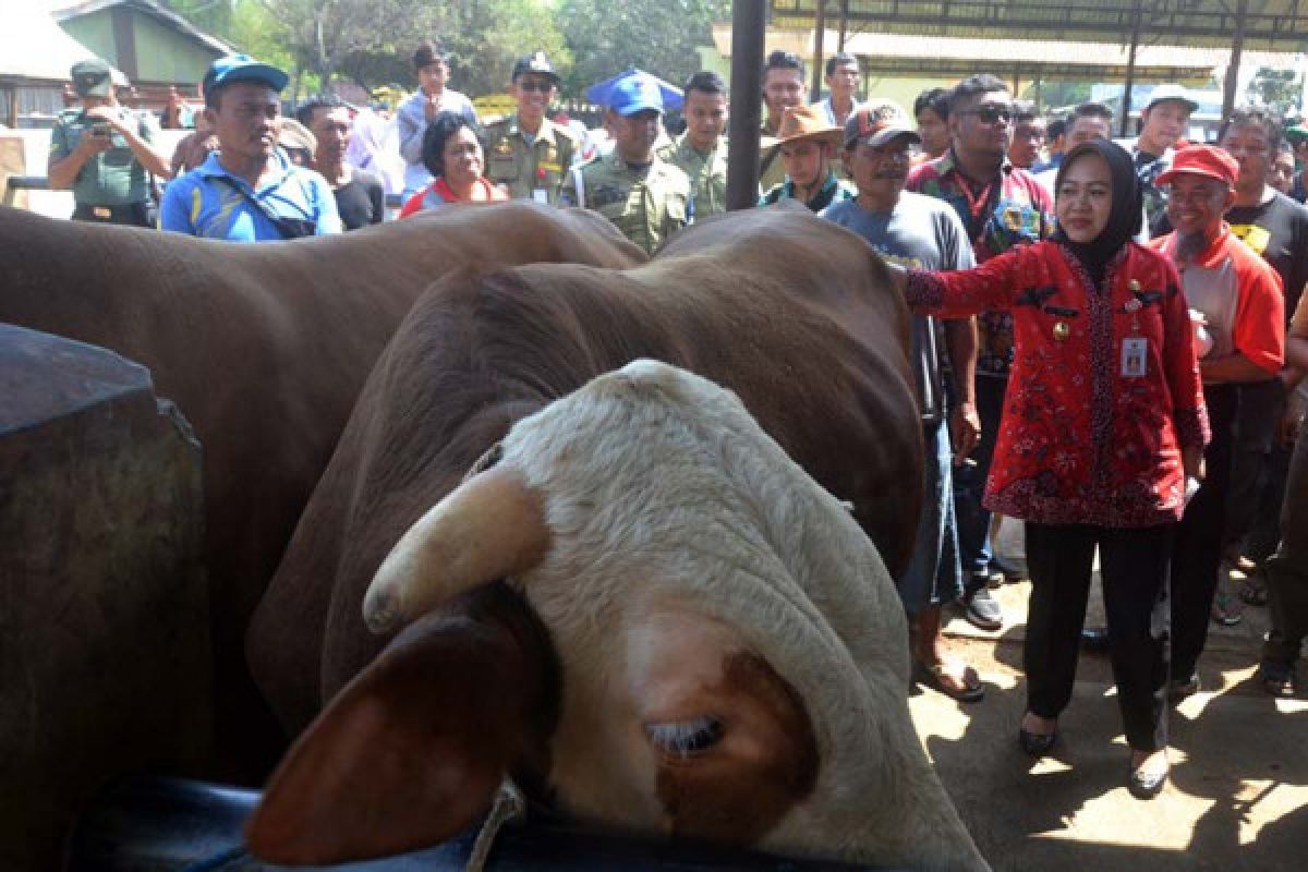 Purbalingga gagas wisata edukasi peternakan