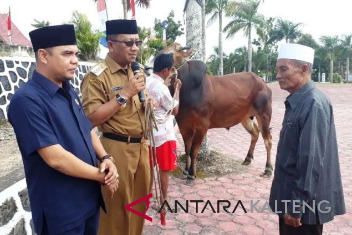 Pemkab serahkan 17 ekor sapi kepada MUI Lamandau