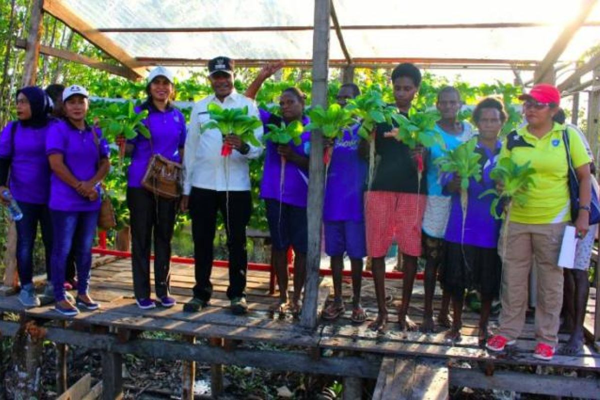 Wabup Asmat panen perdana tanaman hidroponik