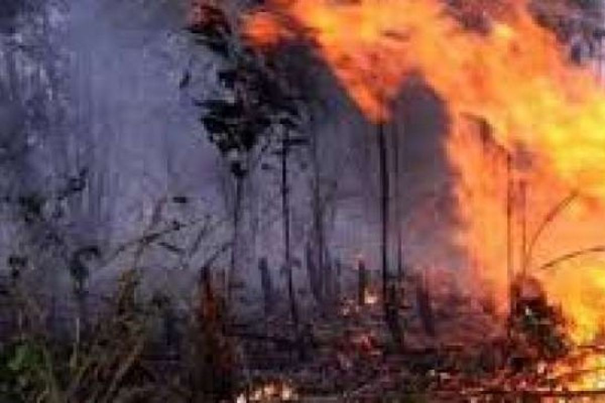 Baru awal tahun 2019, kebakaran lahan sudah hanguskan belasan hektare di pesisir Riau
