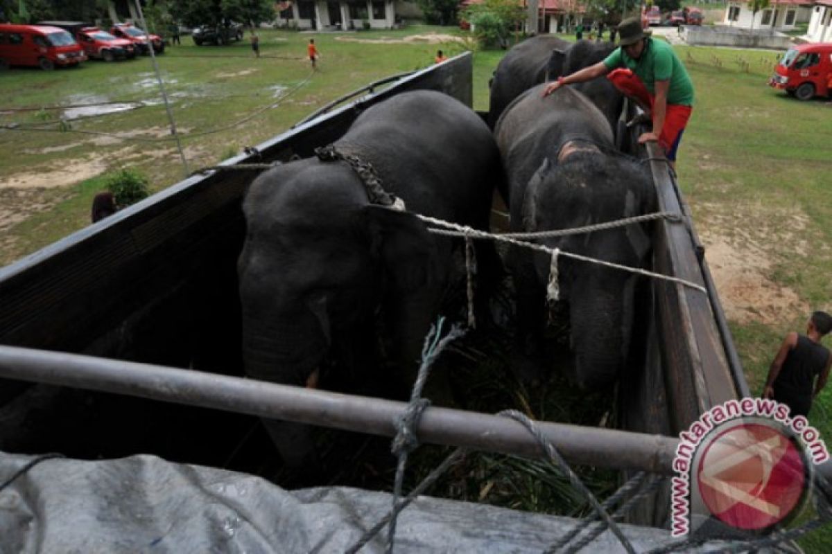 BKSDA Jambi memulai operasi relokasi Gajah Sumatera