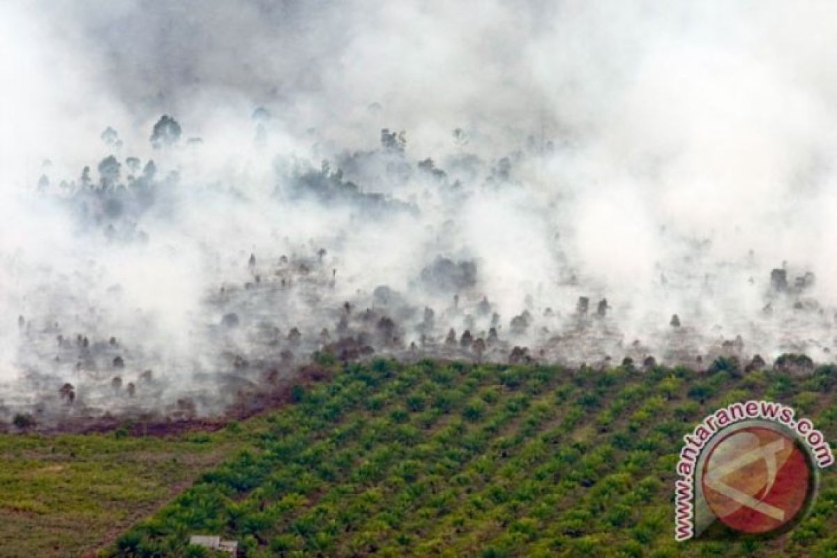 Kebakaran hutan di Riau tembus 1.136 hektare