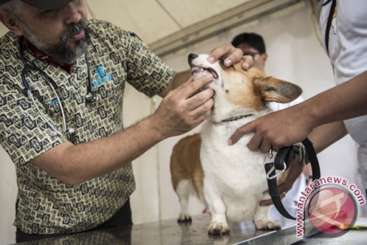 Mengenali Dan Menghindari Rabies