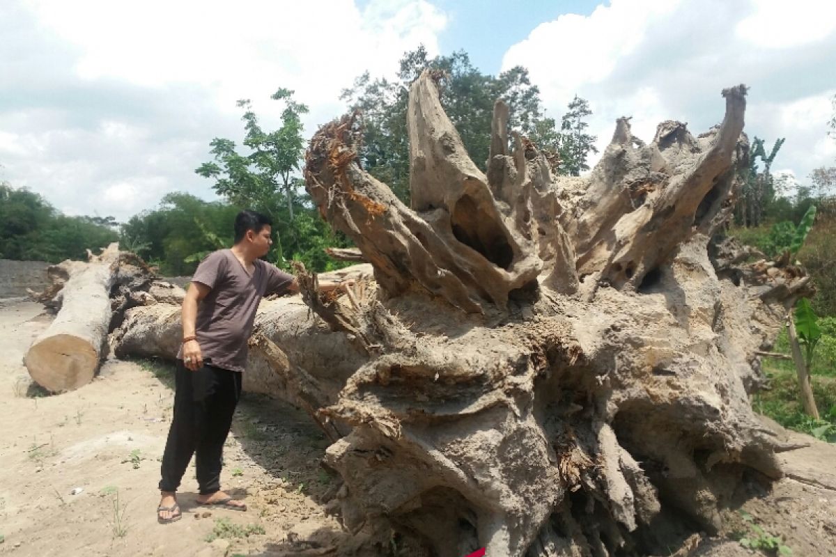 Warga Kalasan temukan "jati pendem" dekat situs Candi Kedulan