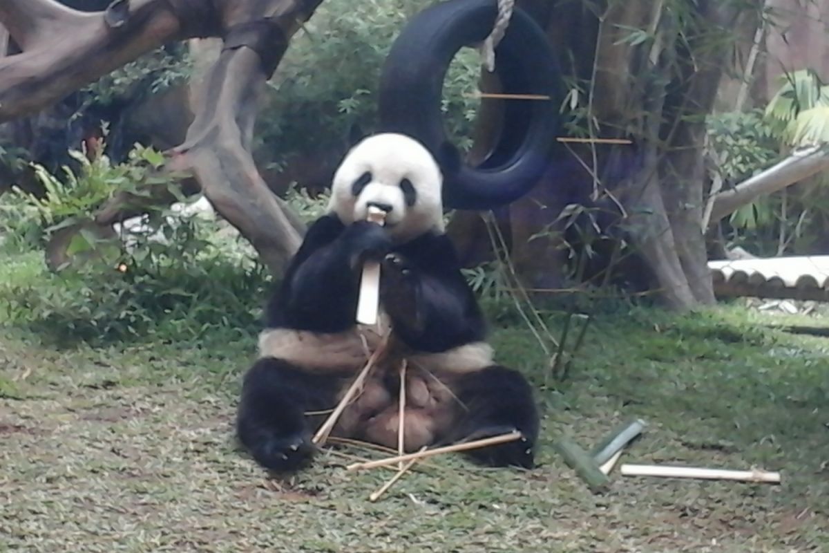 Taman Safari Bogor peringati setahun kehadiran panda