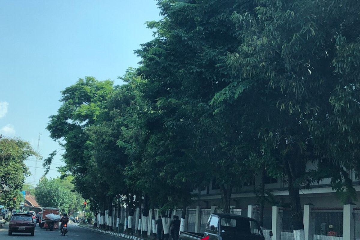 Warga Yogyakarta wajib periksa kondisi pohon hadapi pancaroba