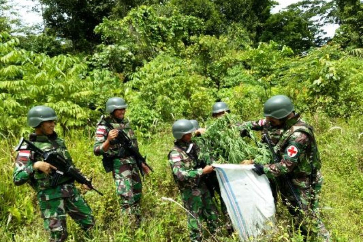 Satgas Yonif 644/Wls telah amankan 2,5 kilogram ganja