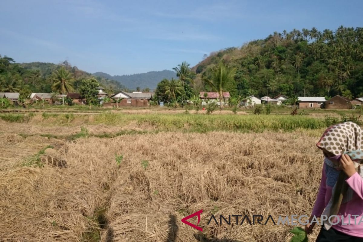 Puluhan hektare sawah Citepus Sukabumi gagal panen