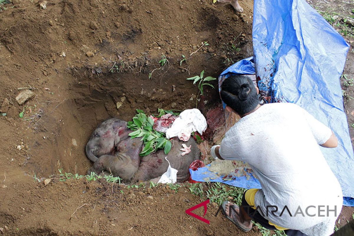 Anak gajah yang terkena jerat akhirnya mati