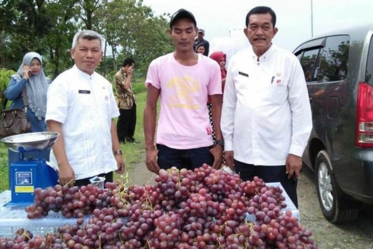 Dinas Pangan ingatkan jangan tergiur beli buah murah