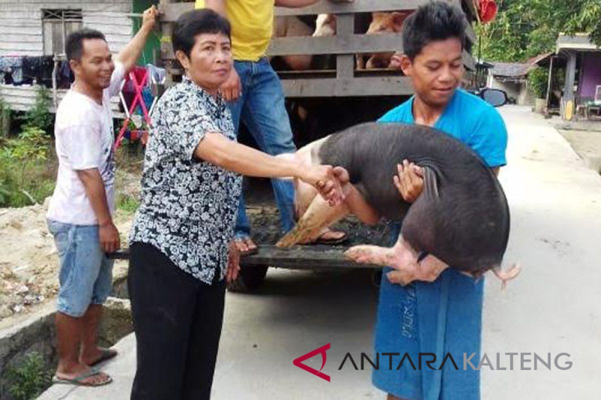 Dinsos bantu bibit ayam dan babi kepada masyarakat Gumas