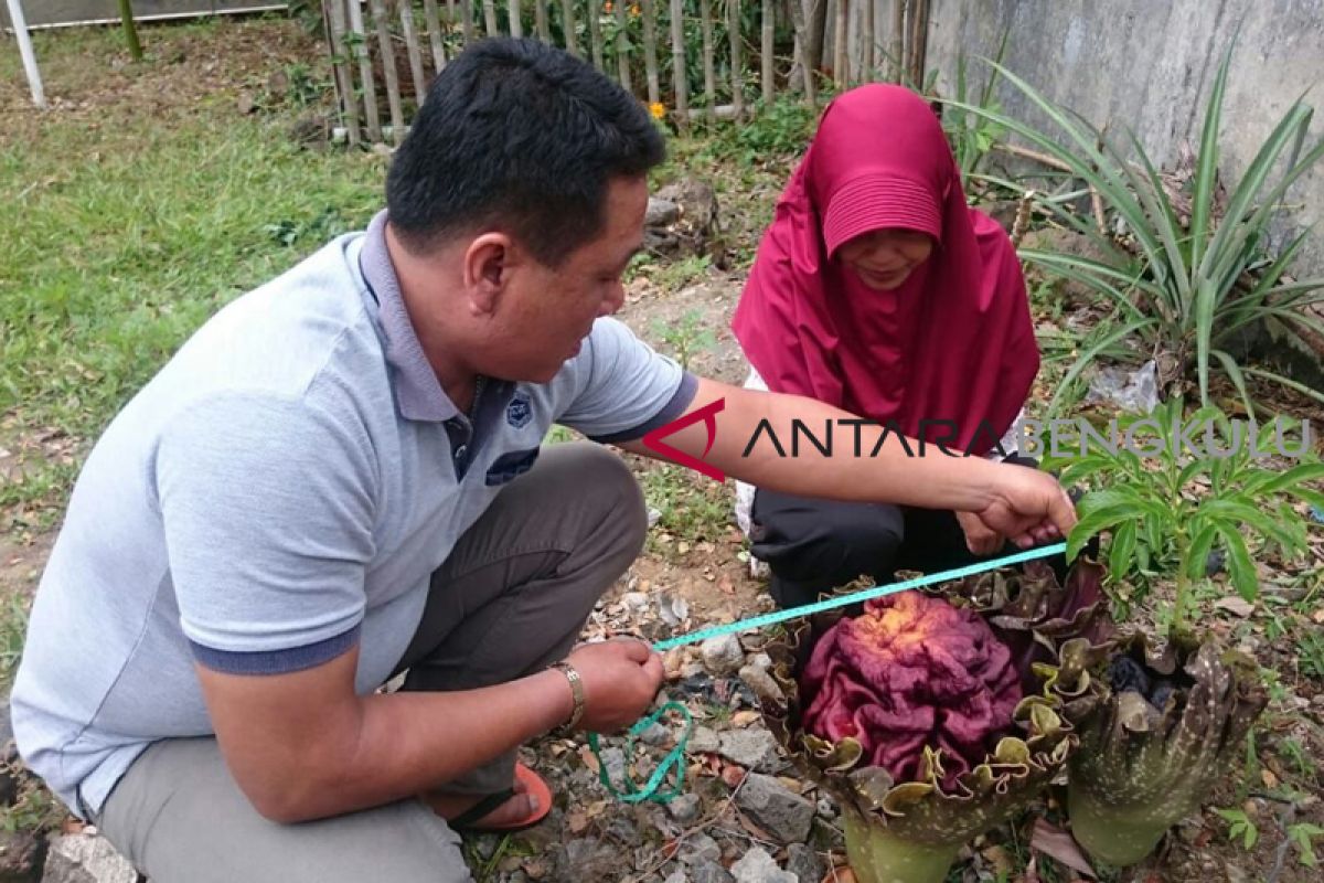 Bunga kibut mungil mekar di Rejang Lebong