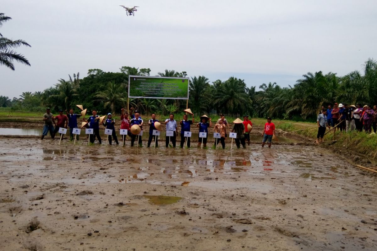 Pemkot BinjaI-BI kerjasama tanam padi organik