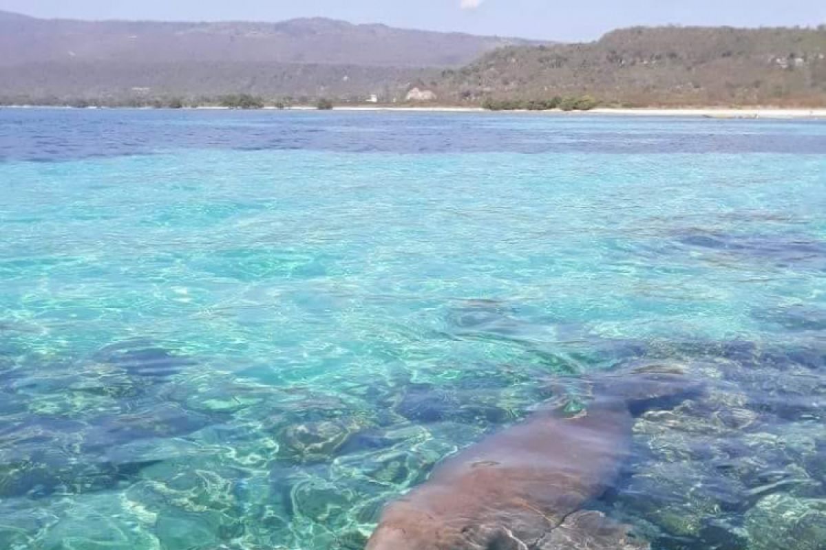 Festival memanggil ikan Dugong di Alor