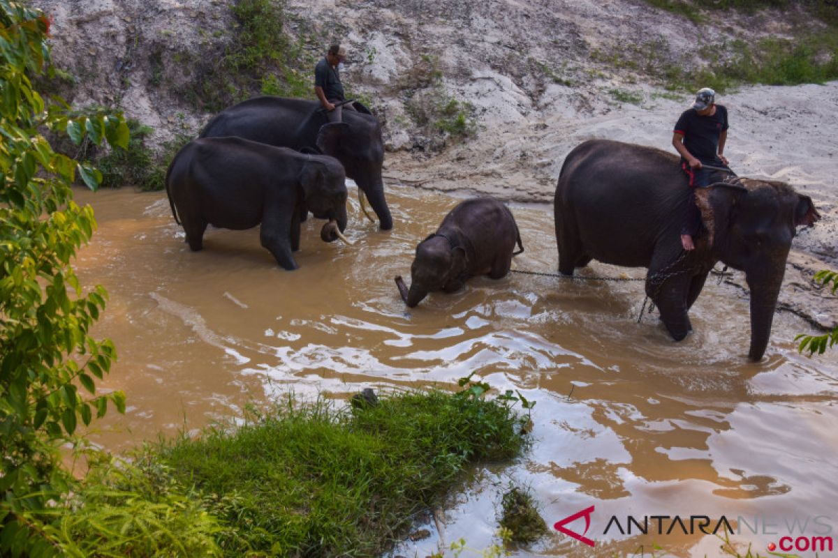 Pusat latihan gajah Minas dipindahkan ke Hutan Talang. Ada apa ya?