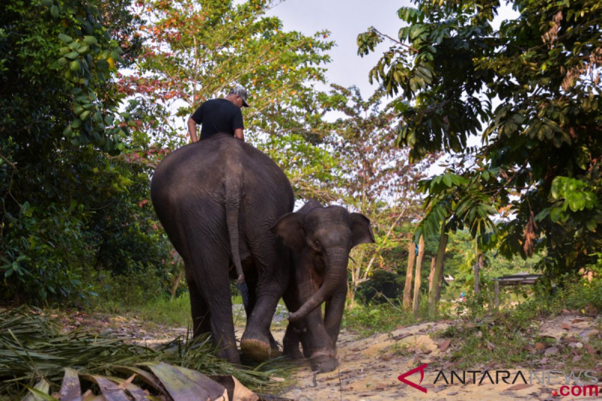 Sudah saatnya berbagi ruang dengan Gajah Sumatera