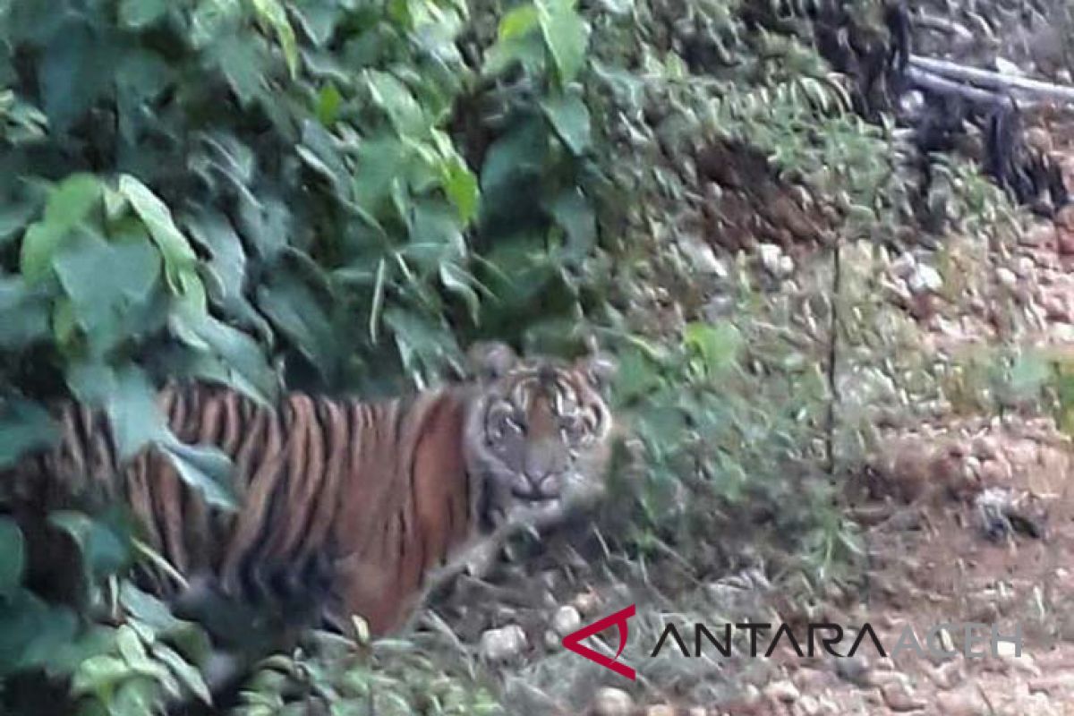 Tiga harimau Sumatra turun ke jalan desa