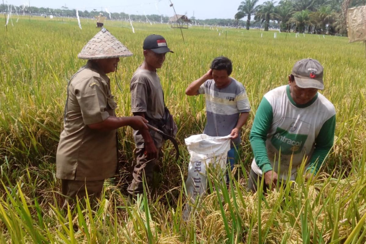 Panen padi petani Langkat 63,81 persen