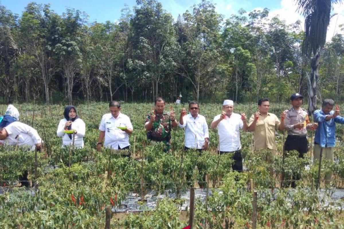 Koptan Gemah Ripah Arse panen raya cabe merah