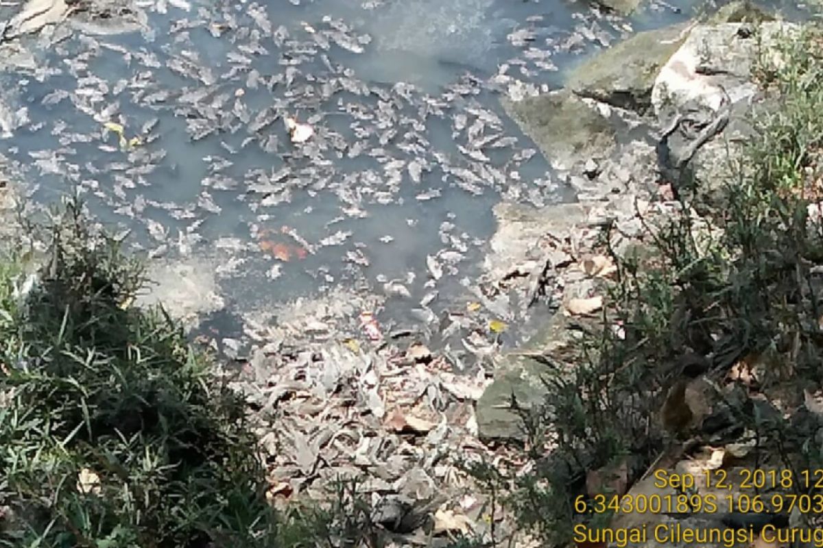 Ratusan ikan sapu-sapu mati di Kali Bekasi, apa penyebabnya?