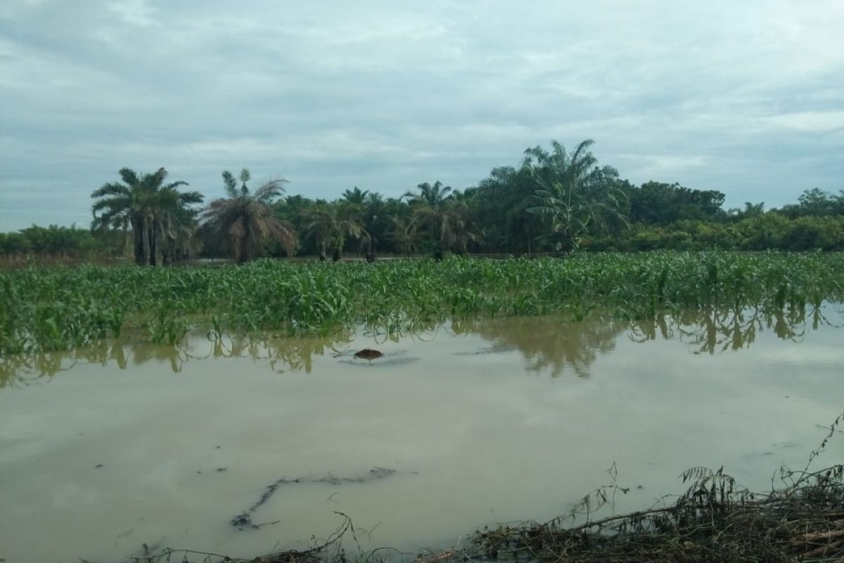 191 hektare tanaman padi di Langkat terendam banjir