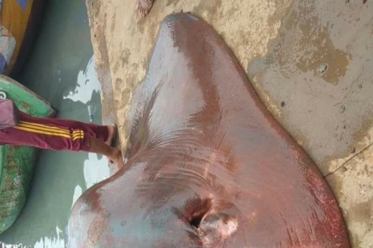 Fishermen catch stingray fish with weight of over 200 kilograms