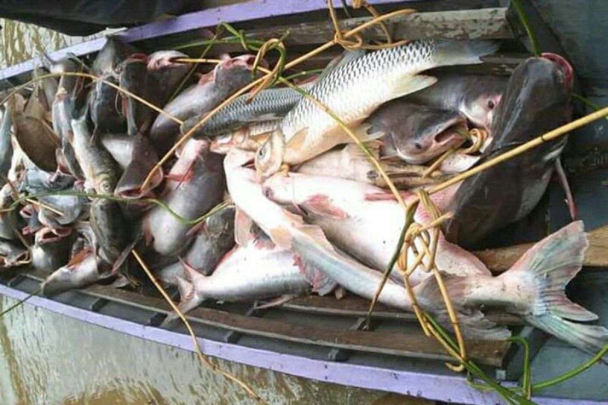 Sungai surut, warga Barito Utara panen ikan besar sebanyak ini