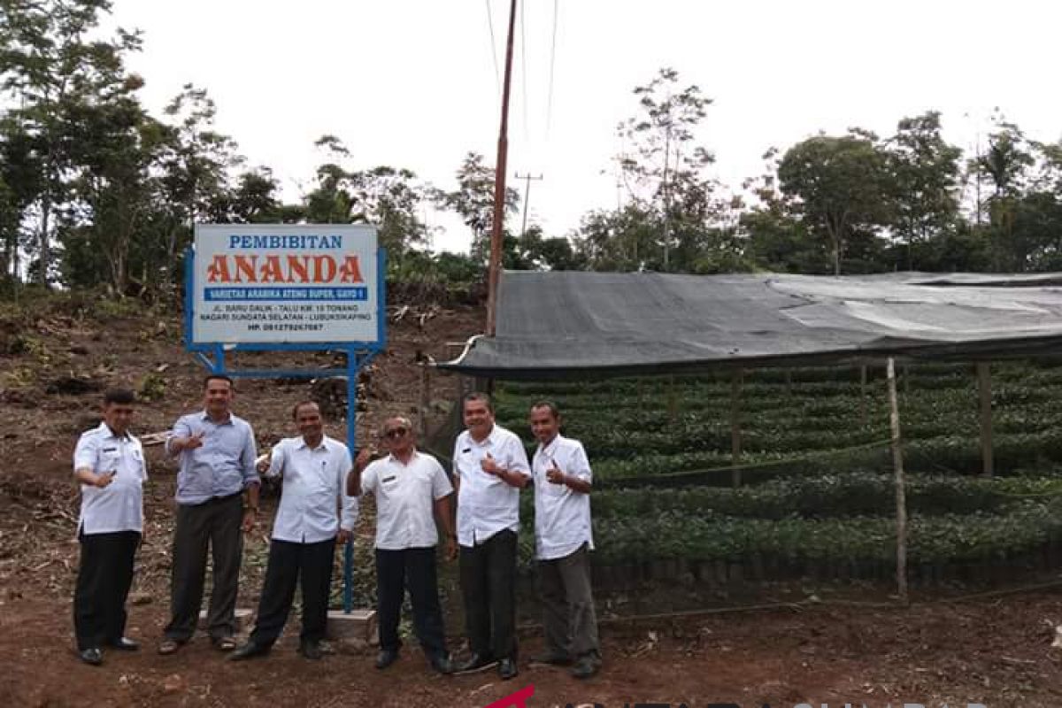 Pemkab Pasaman revitalisasi kopi arabika 120 hektare