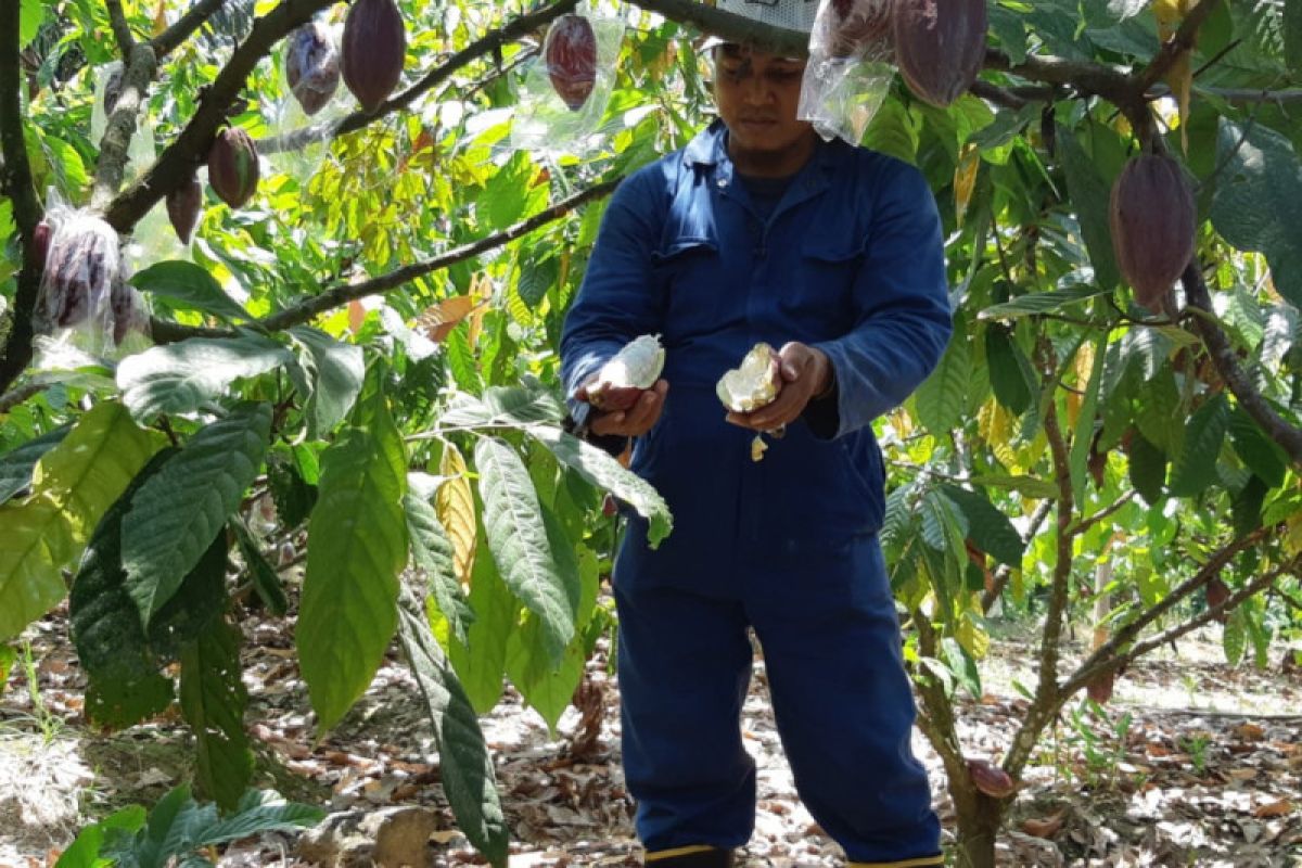 Tanaman kakao di Tapalang diserang penyakit pembuluh kayu