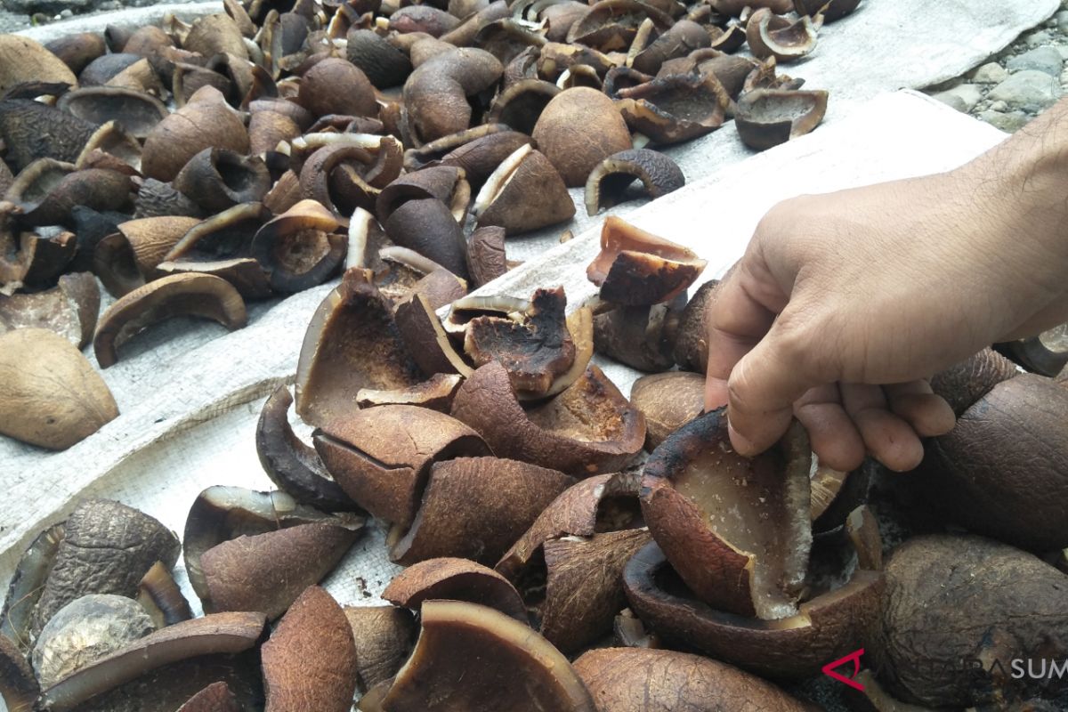 Harga kelapa congkel di Padang Pariaman anjlok, petani kesulitan