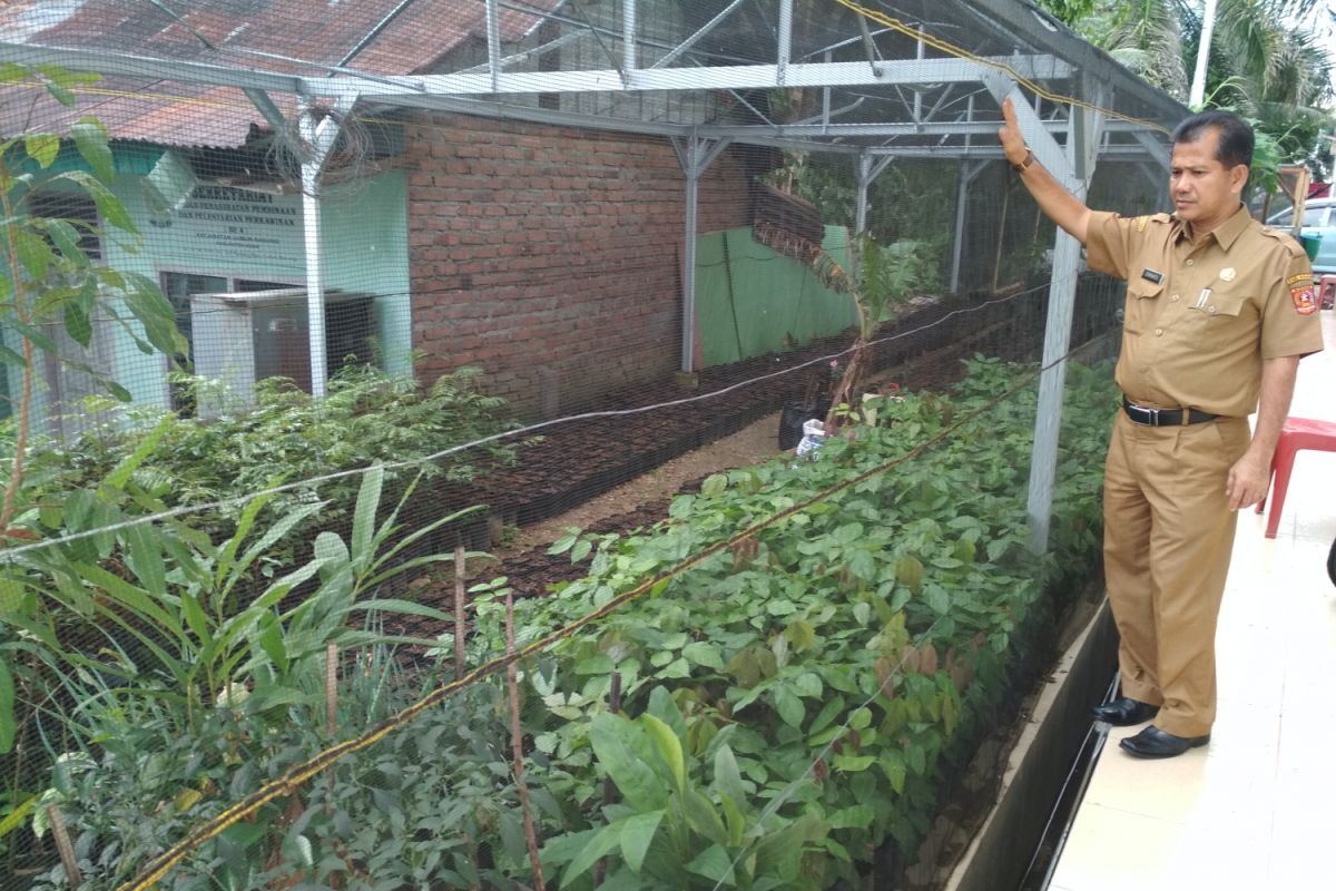 Agam terima bantuan  10 ribu bibit kelapa