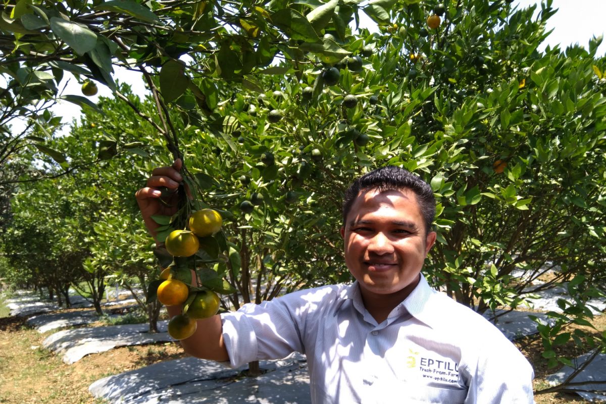 Alumni IPB kembangkan agrowisata jeruk Garut