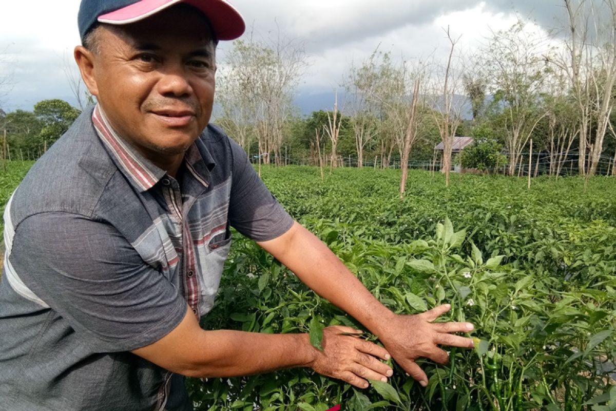 Lahan terbatas, Petani Sipirok alihkan tanaman kopi ke cabai