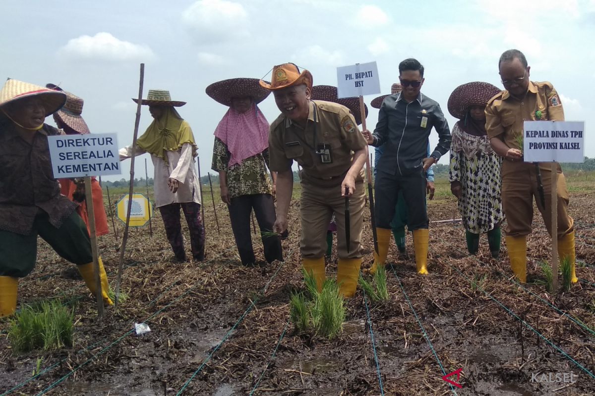 Tingkatkan luas tanam, HST lakukan gerakan tanam padi daerah rawa