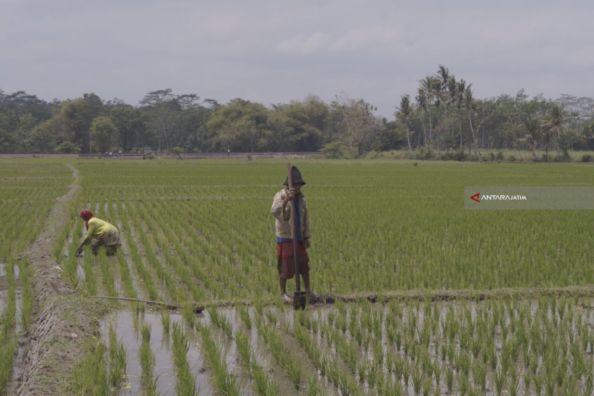 Pekerjaan Besar Mengevaluasi HPP Gabah dan Beras