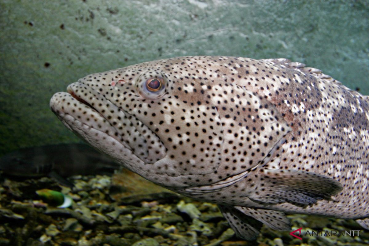 WWF Indonesia temukan rumah Ikan Garopa di perairan pulau Kon, kabupaten SBT