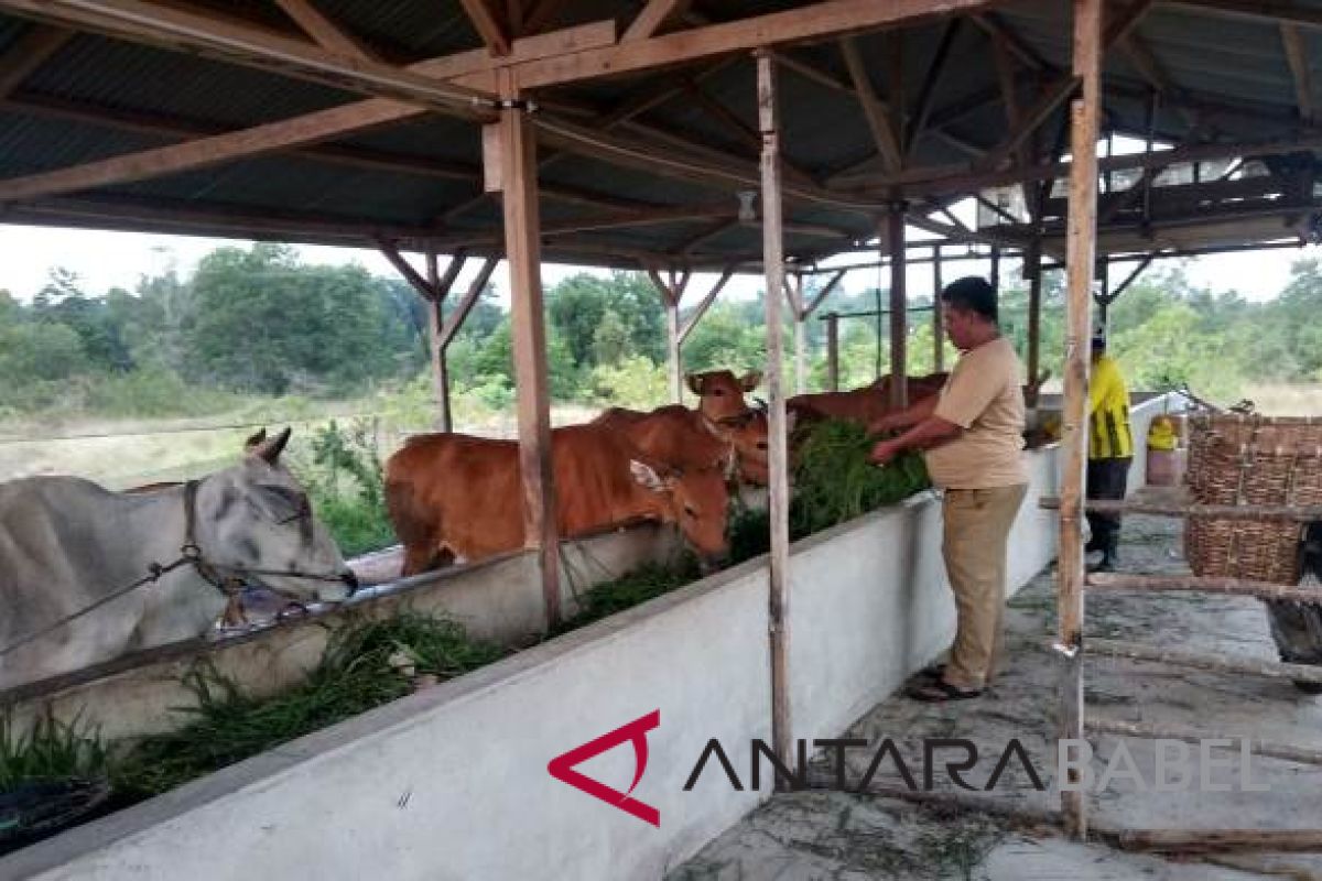 Kelompok ternak Bangka Barat terima bantuan sapi