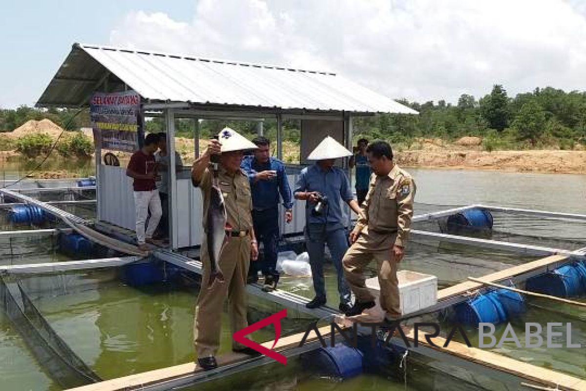 PT Timah bantu Desa Bukit Kijang kembangkan budidaya ikan di kolong