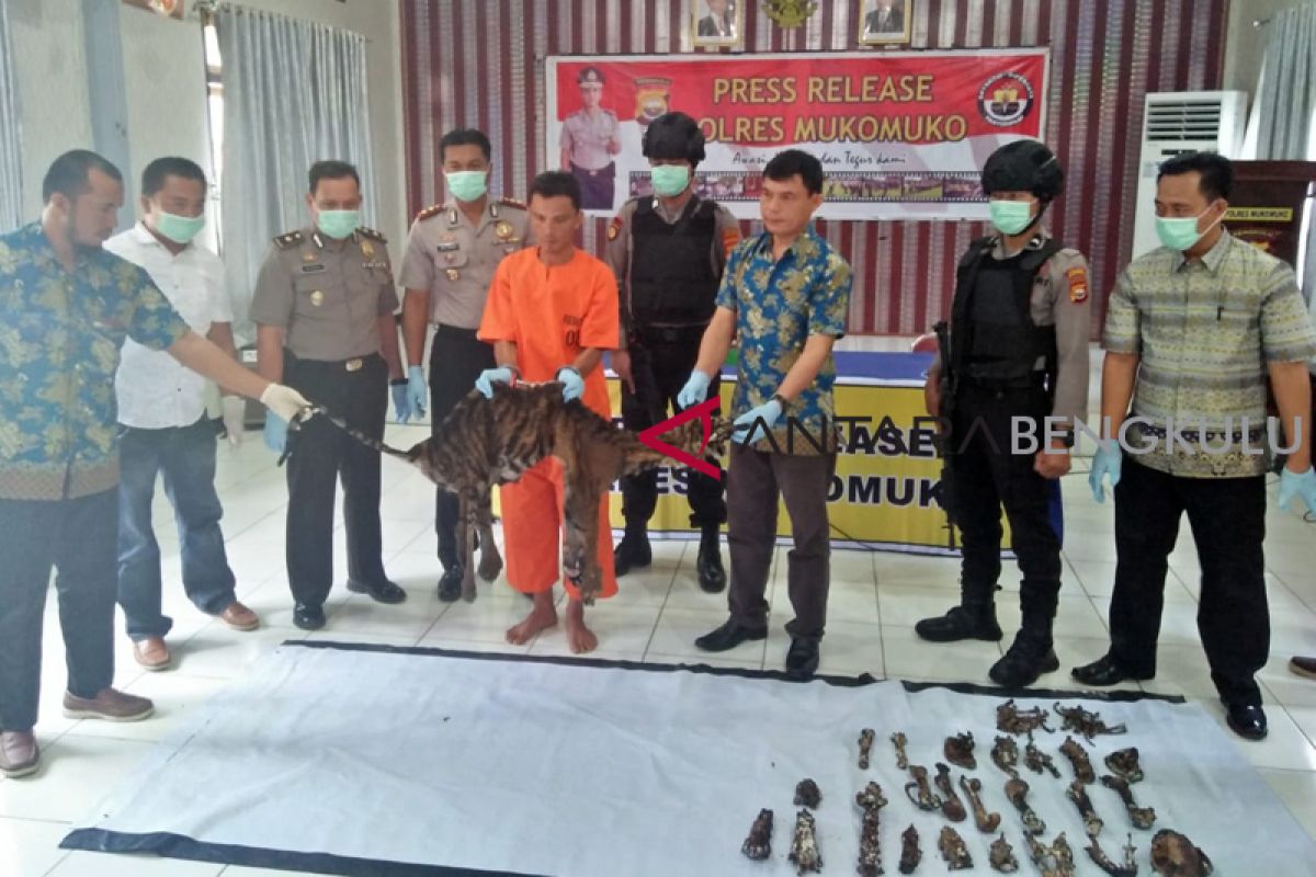 Polisi Mukomuko buru pelaku perdagangan kulit harimau