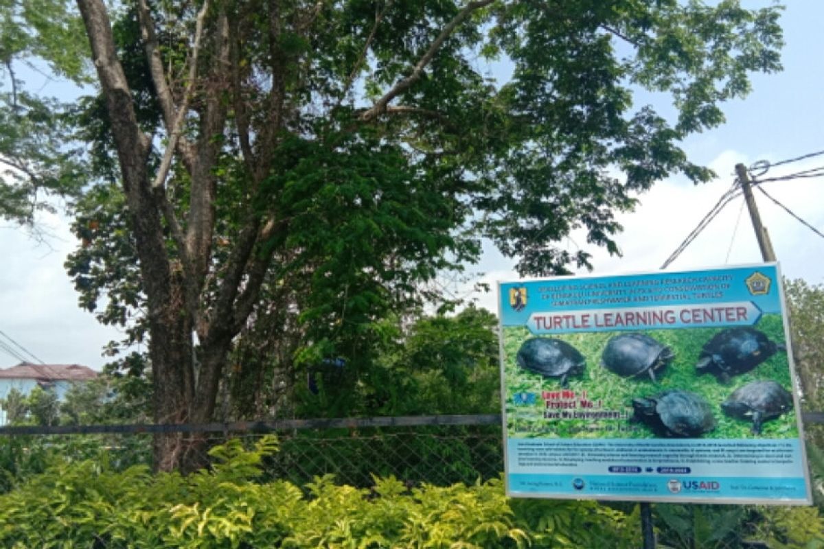 Peneliti sebut populasi kura-kura Sumatera kritis
