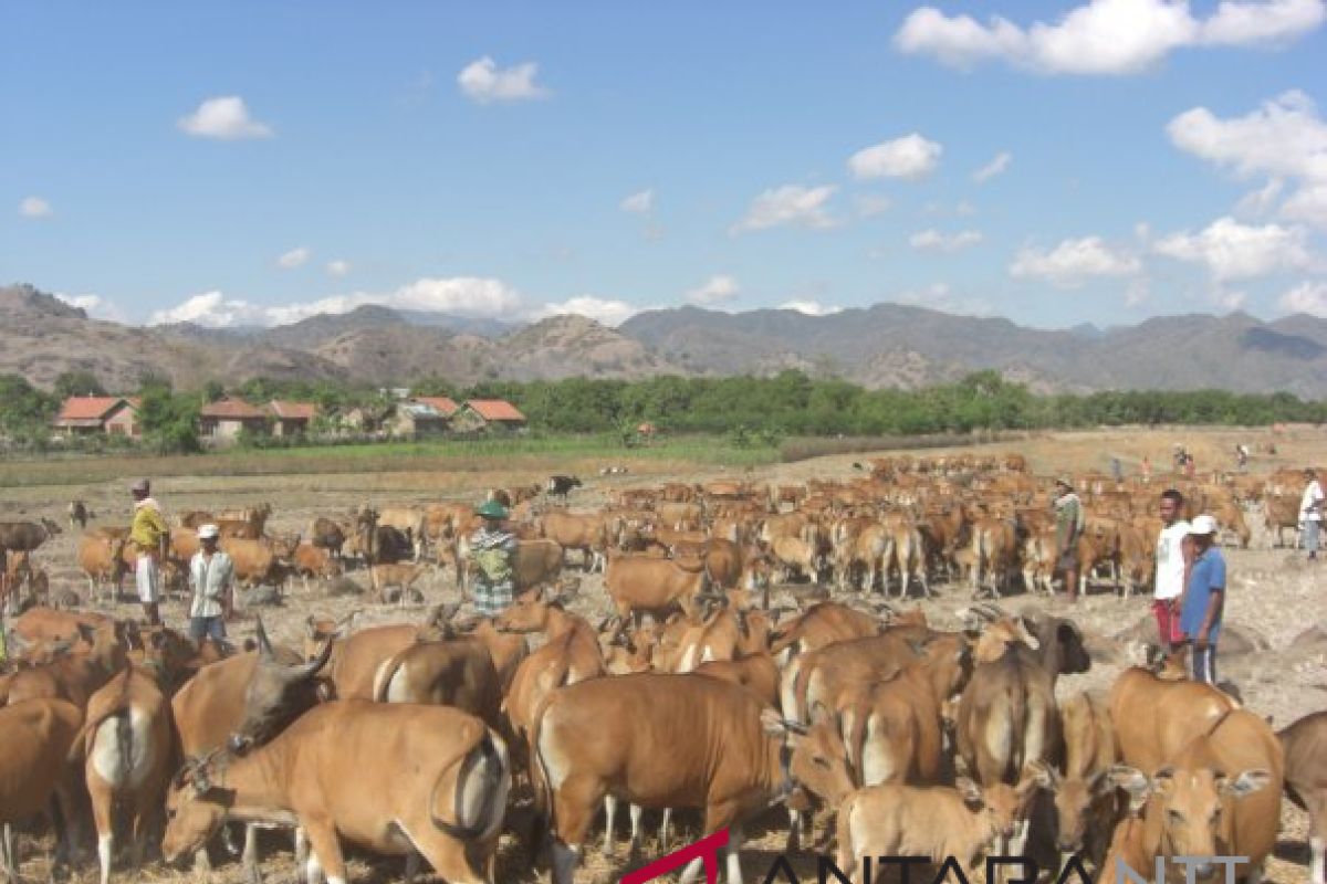 NTT targetkan populasi ternak sapi sampai dua juta ekor