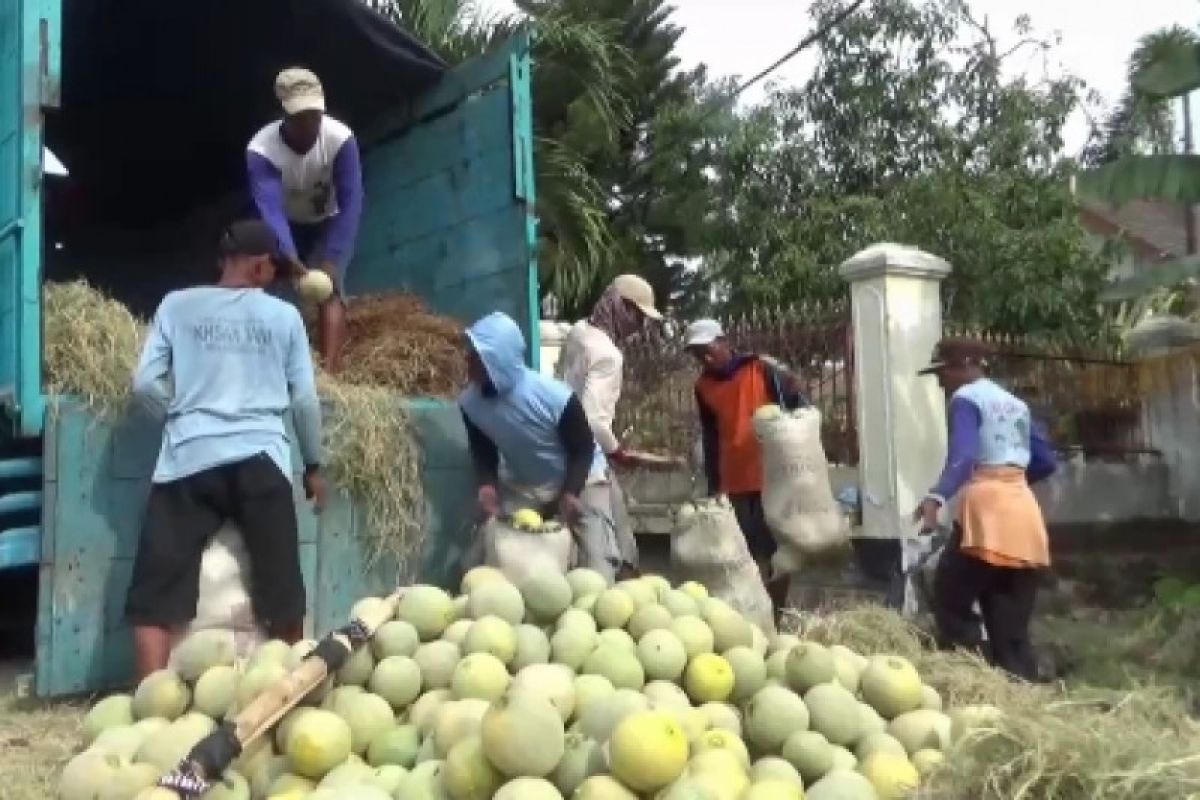 Petani Kabupaten Ngawi Panen Buah Melon