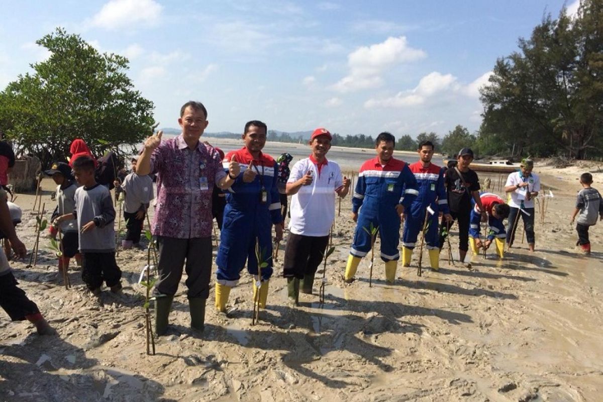 Taman Edukasi Mangrove Pertamina untuk pesisir Pangkal Pinang