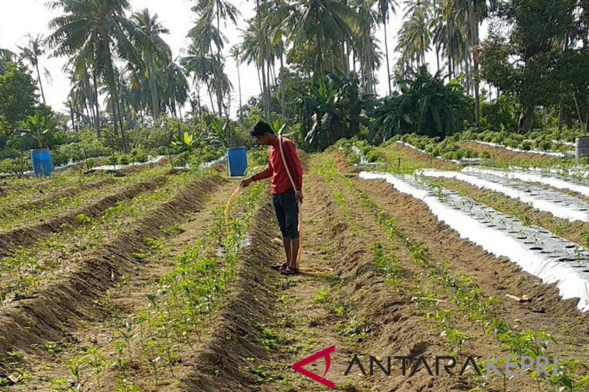 Petani Bintan kekurangan 334 ton pupuk subsidi