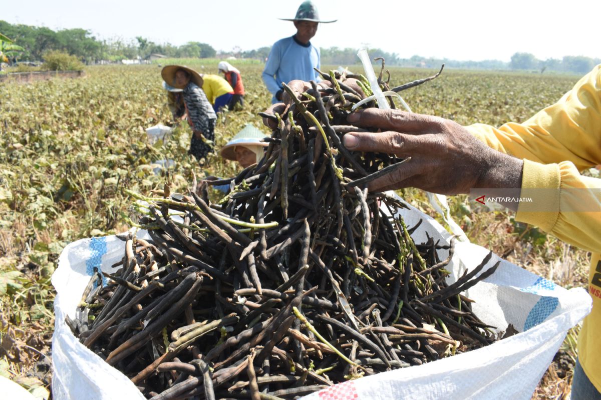 Luasan Lahan Kacang Hijau di Jatim Ditargetkan 50.000 Hektare